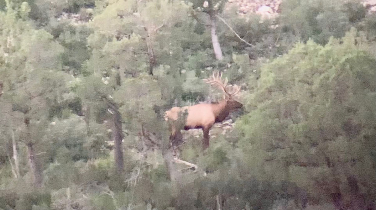 new mexico elk