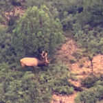 new mexico guided elk hunts - september 2021 archery elk we were hunting - TG's Trophy Hunts with Ty Goar
